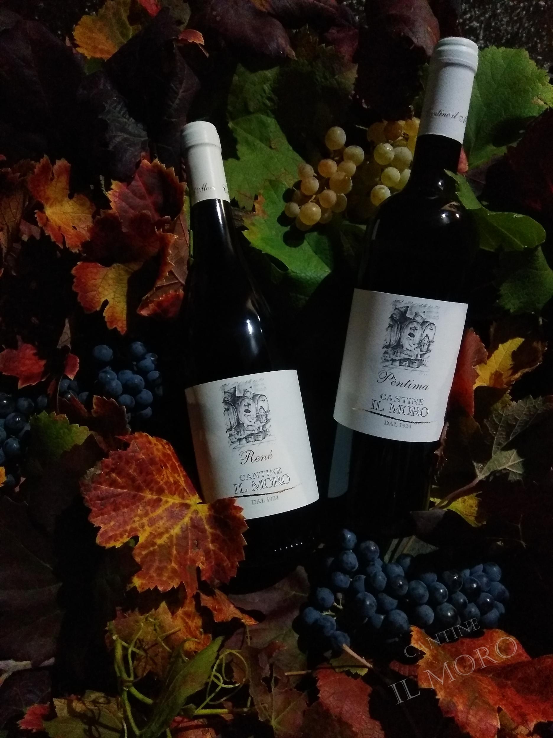 bottiglie di vino con foglie ed uva
