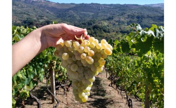 Grappolo con vigna sullo sfondo