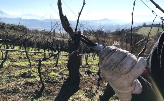 attività di legaggio in vigna
