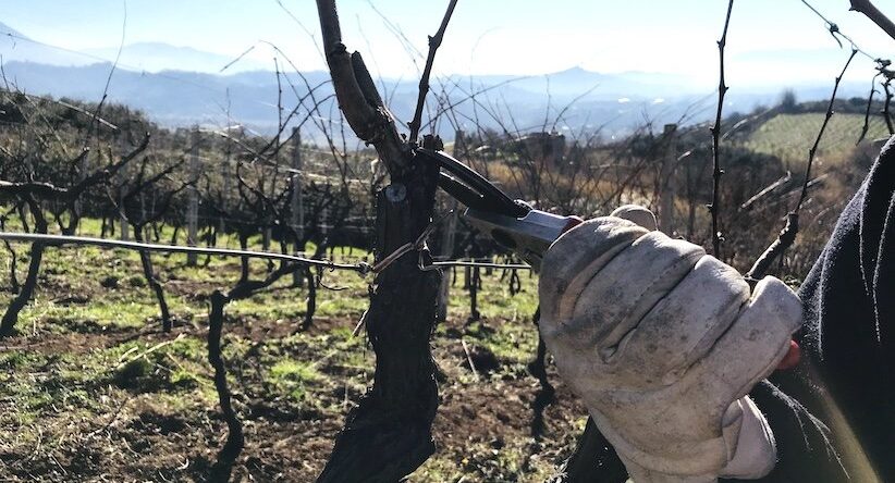 attività di legaggio in vigna